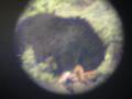 Black bear eating (through scope)